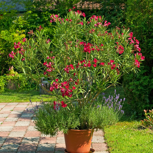 Laurier-rose rouge - Bakker