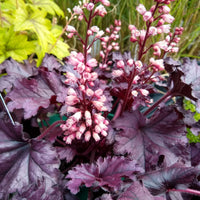 Heuchère Cassis - Heuchera - Bakker