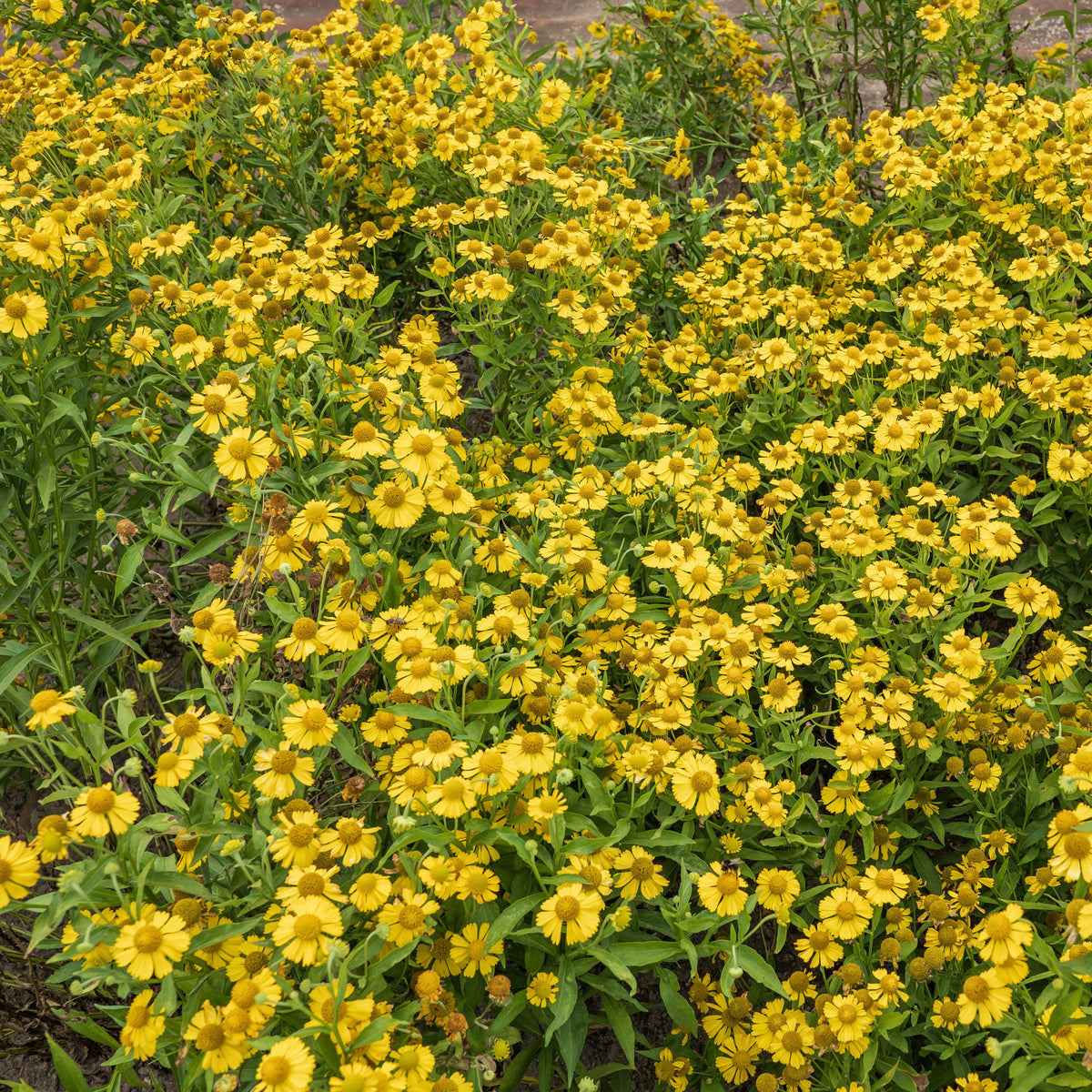 Helenium, Monarda,  Phlox paniculata, Rudbeckia Goldstrum, Gypsophila paniculata, Liatris spicata, Solidago, Astilbe - Collection de 15 plantes vivaces  - 2 m² - Plantes vivaces