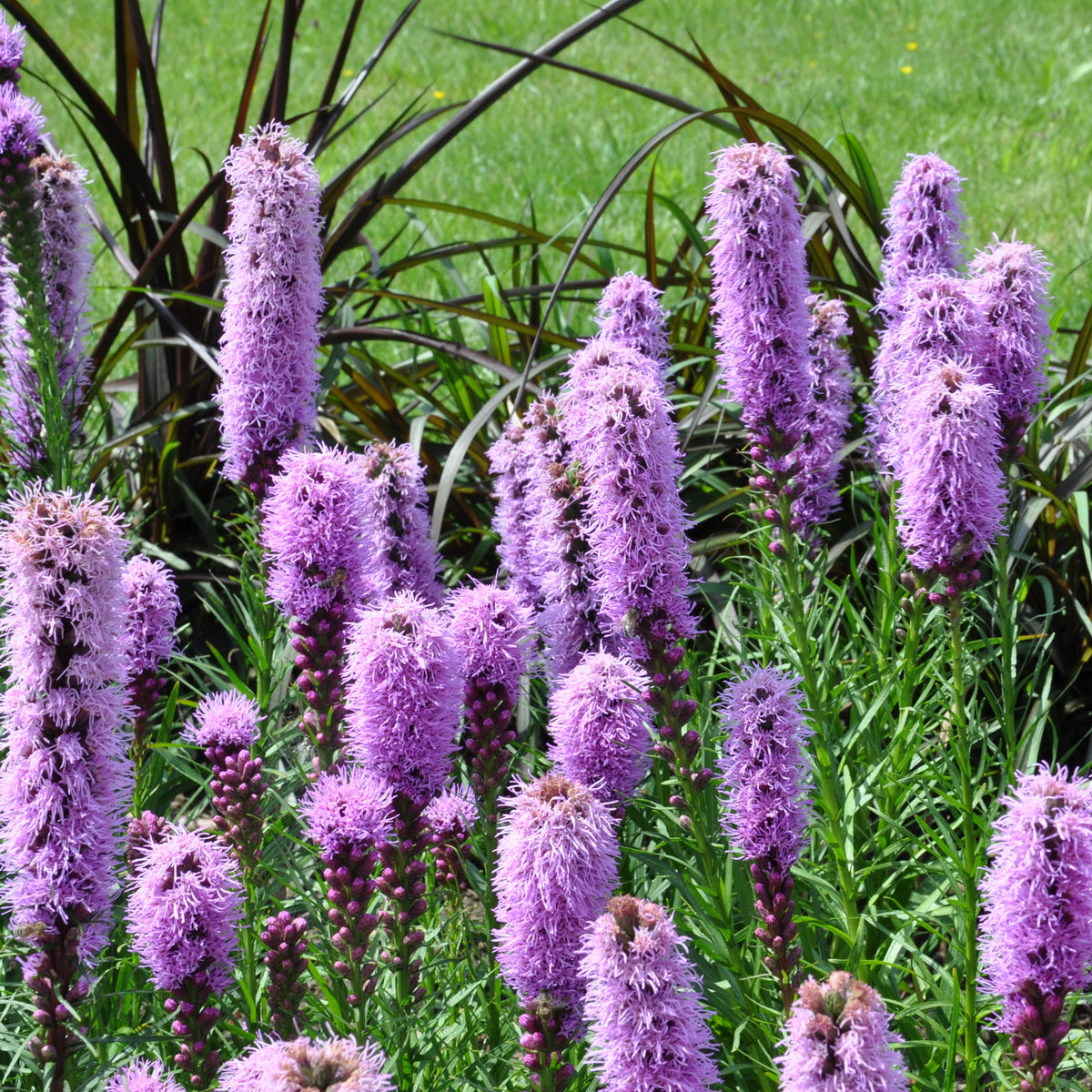 Collection de 15 plantes vivaces  - 2 m² - Plantes vivaces - Bakker