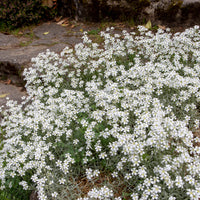 3 Céraistes - Cerastium tomentosum - Plantes d'extérieur