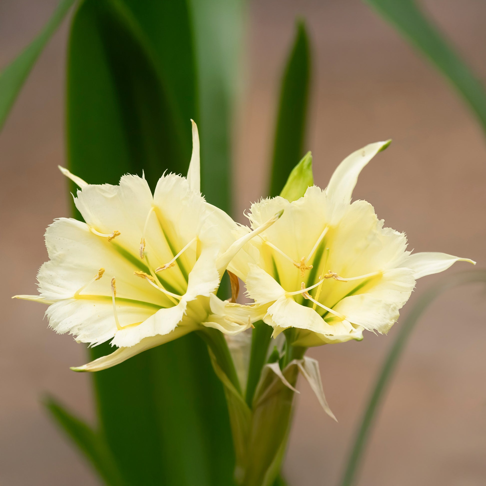 3x Ismene 'Sulphur Queen' jaune - Bulbes de fleurs par catégorie