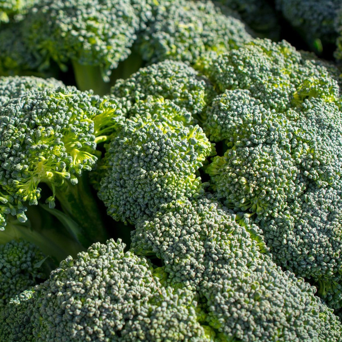 Brocoli Calabrese Natalino Bio - Brassica oleracea Calabrese Natalino Bio - Bakker