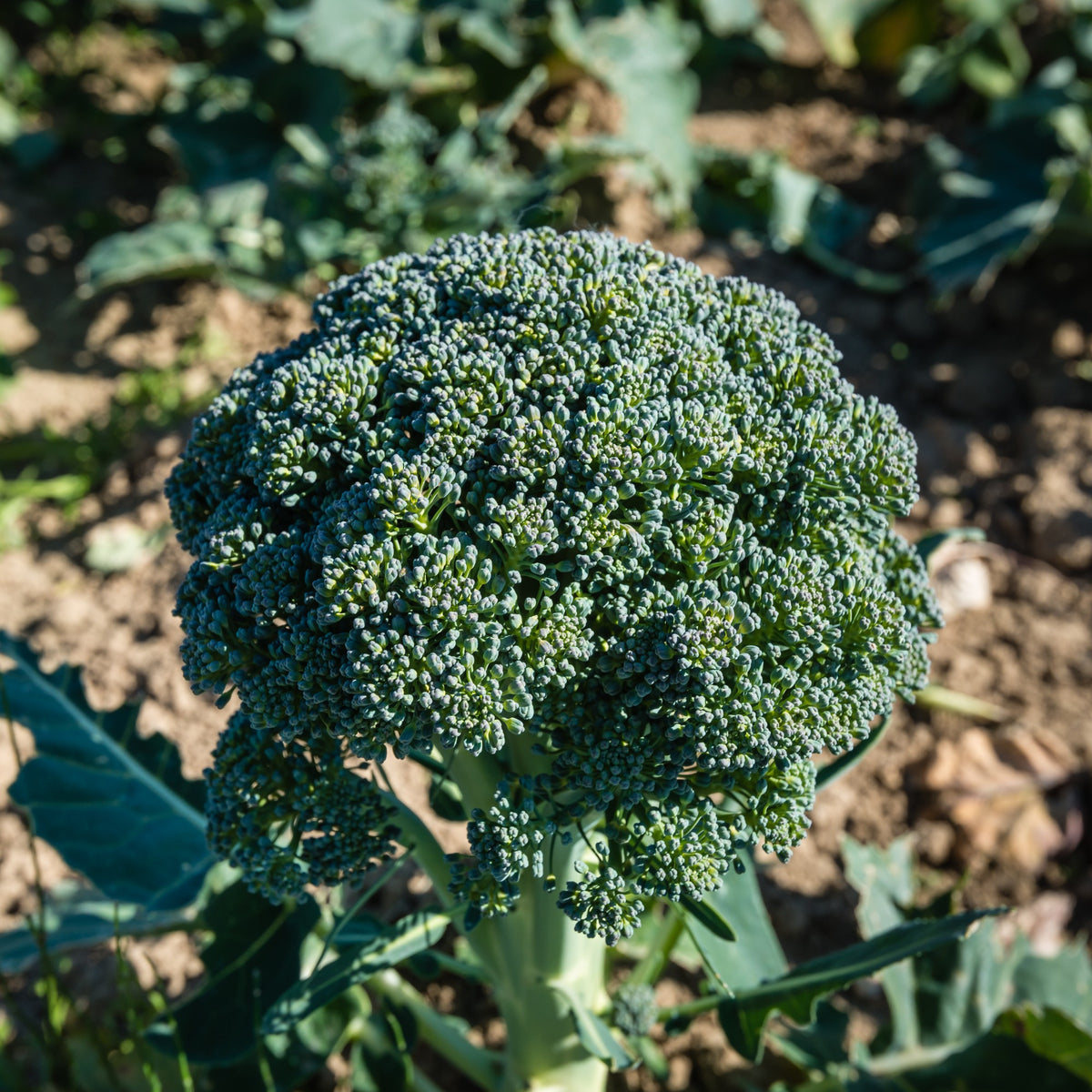 Brassica oleracea Calabrese Natalino Bio - Brocoli Calabrese Natalino Bio - Graines de choux