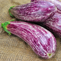 Solanum melongena listada de gandia - Aubergine Listada de Gandia - Graines pour potager