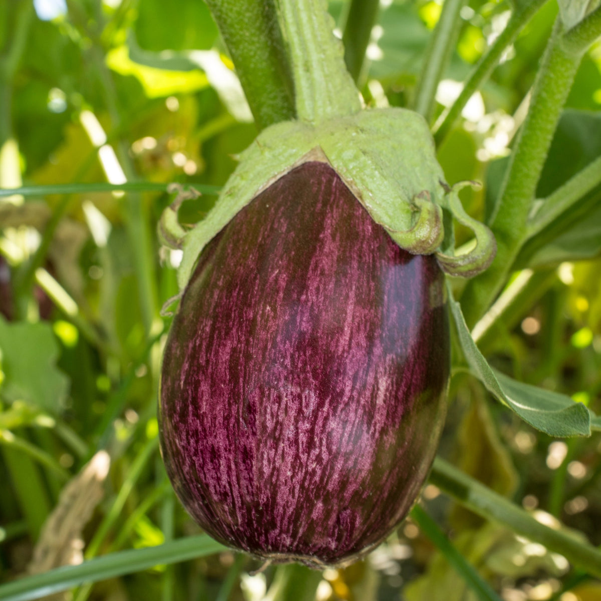 Graines d'aubergine - Aubergine Listada de Gandia - Solanum melongena listada de gandia