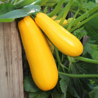 Cucurbita pepo soleil f1 - Courgette Soleil F1 - Graines de courgettes