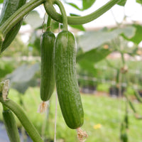 Concombre mini Broumana F1 - Cucumis sativus mini broumana f1 - Bakker