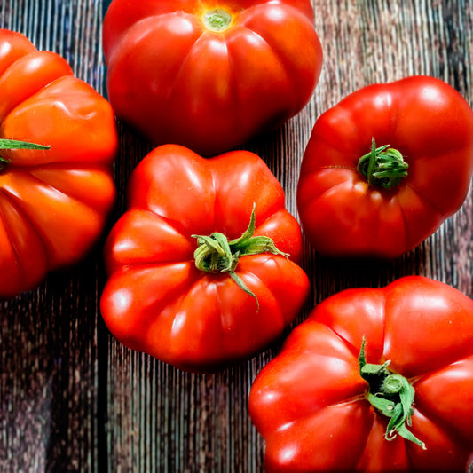 Tomate à très gros fruits Marmande - Bakker