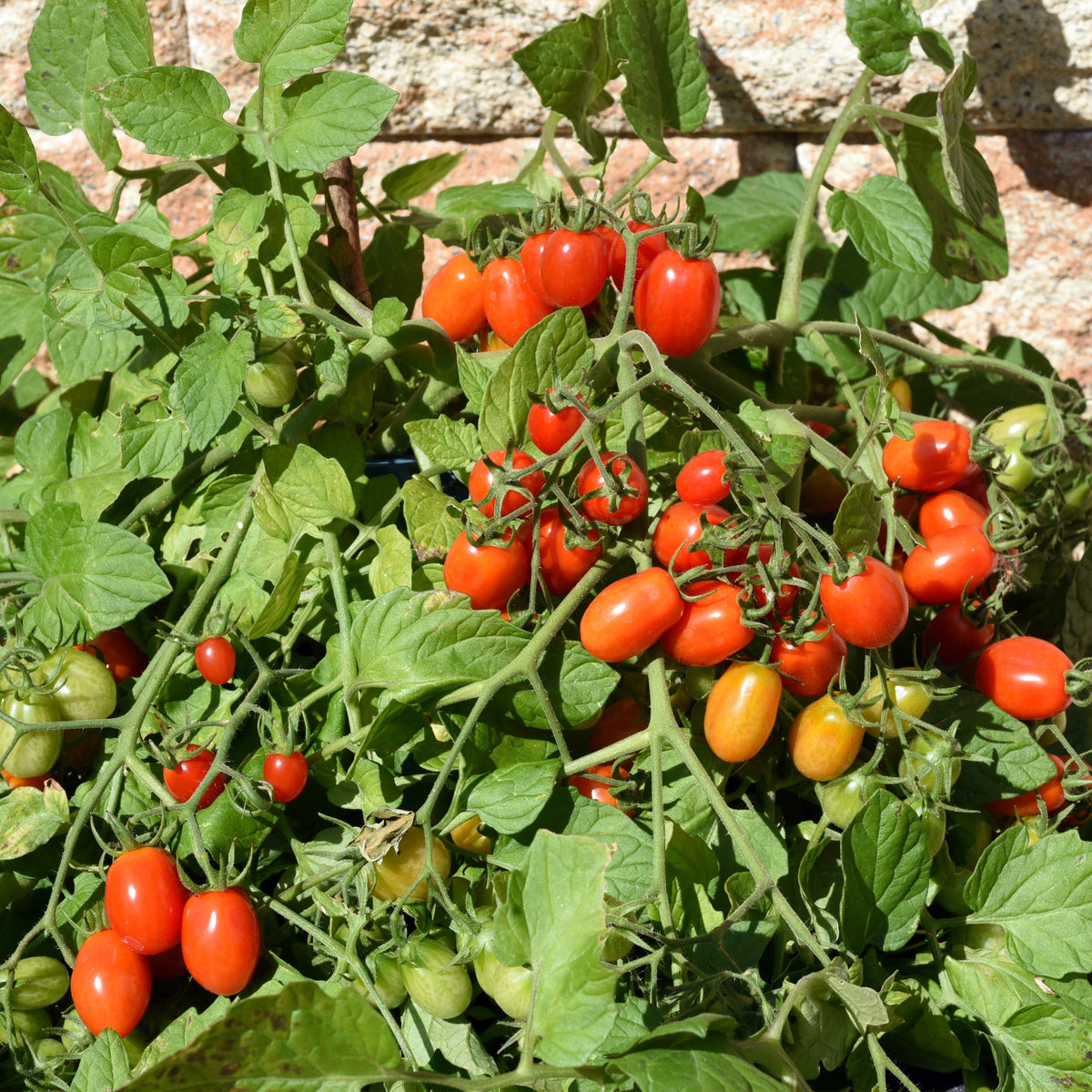 Tomate-cerise Romello F1 - Lycopersicon lycopersicum romello f1 - Bakker
