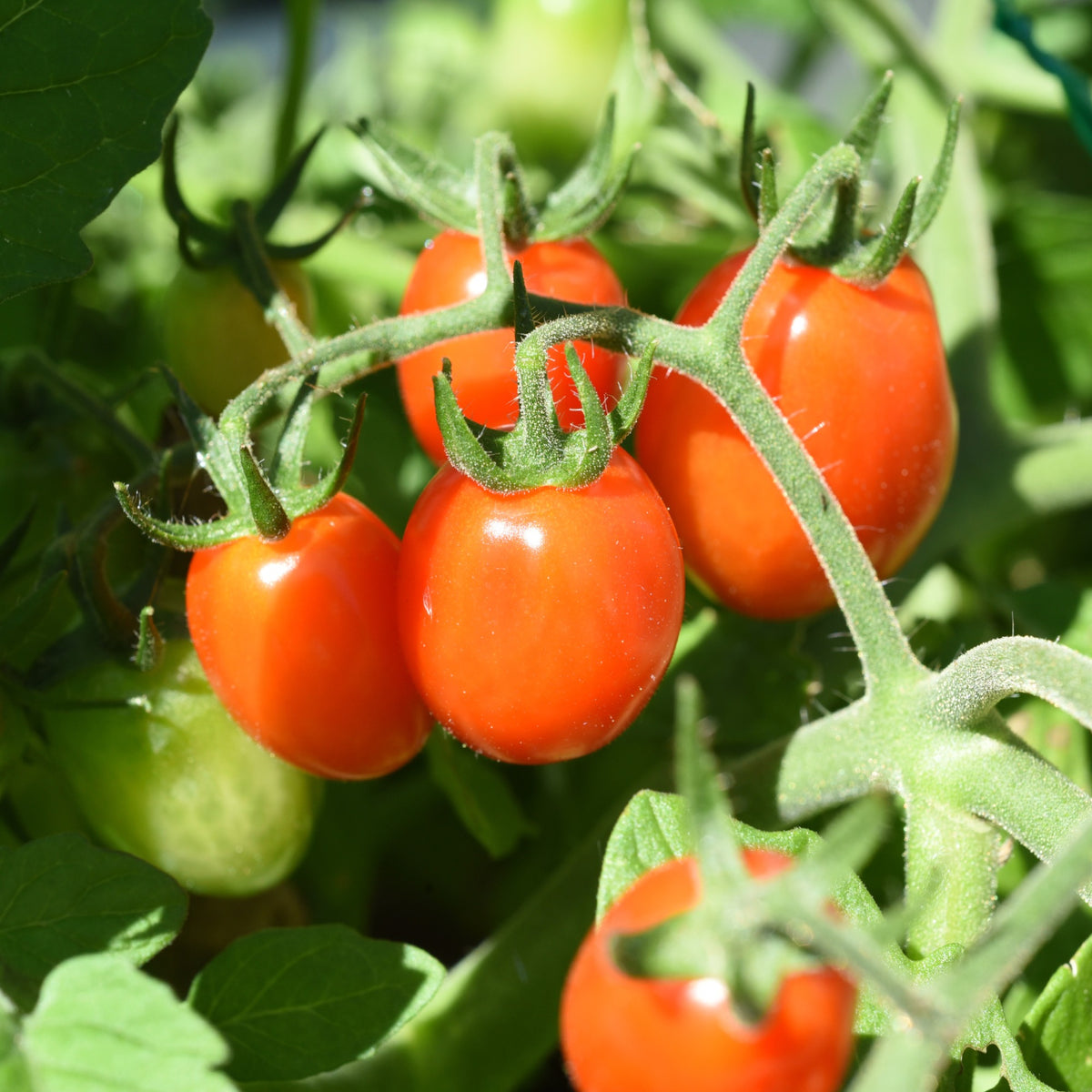 Tomate-cerise Romello F1 - Bakker