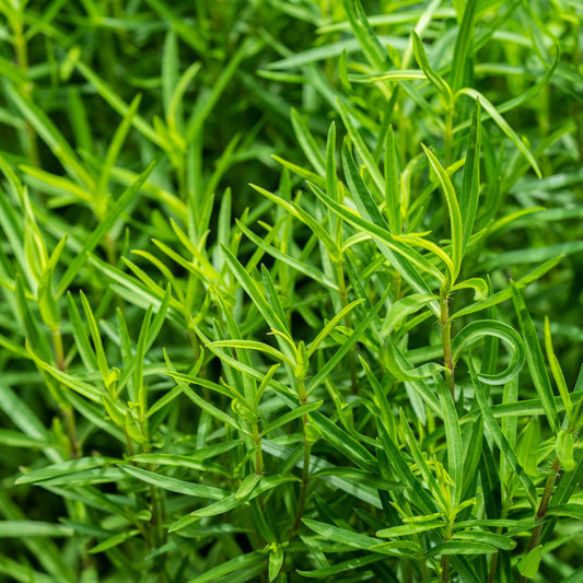 Estragon - Artemisia dracunculus - Bakker