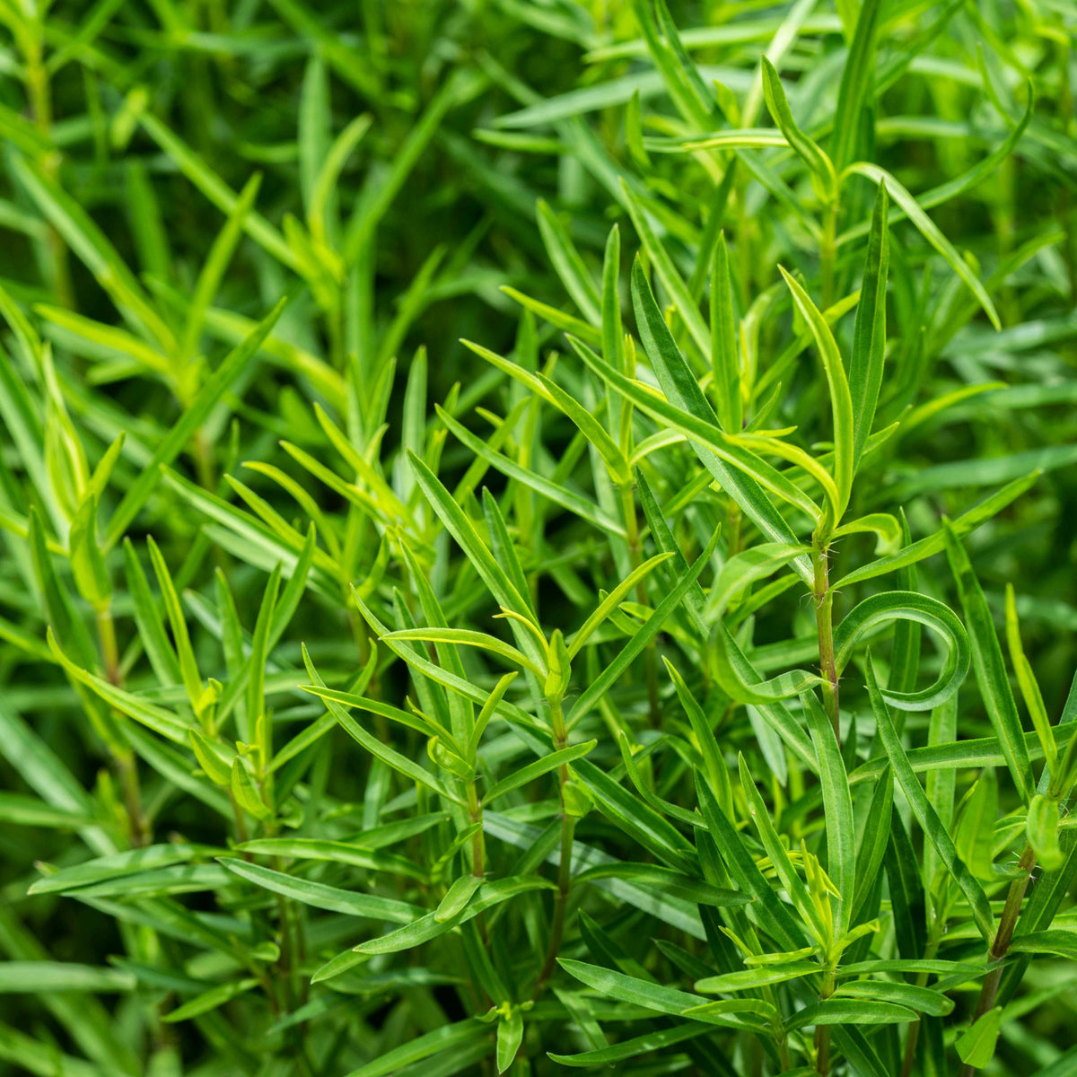 Estragon - Artemisia dracunculus - Bakker