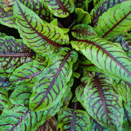 Oseille sanguine Bloody dock - Bakker