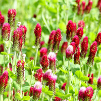 Trifolium incarnatum - Trèfle rouge Bio - Graines de fleurs comestibles