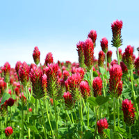 Trèfle rouge Bio - Bakker