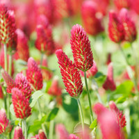 Graines de fleurs comestibles - Trèfle rouge Bio - Trifolium incarnatum