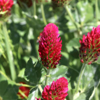 Trèfle rouge Bio - Trifolium incarnatum - Bakker