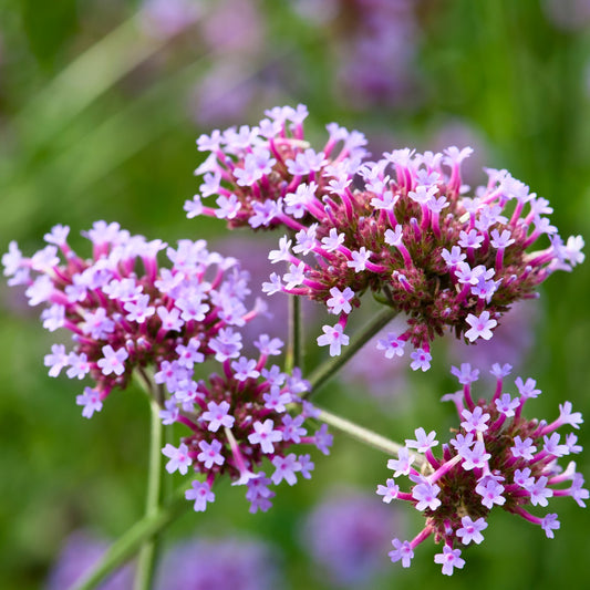 Verveine de Buenos-Aires