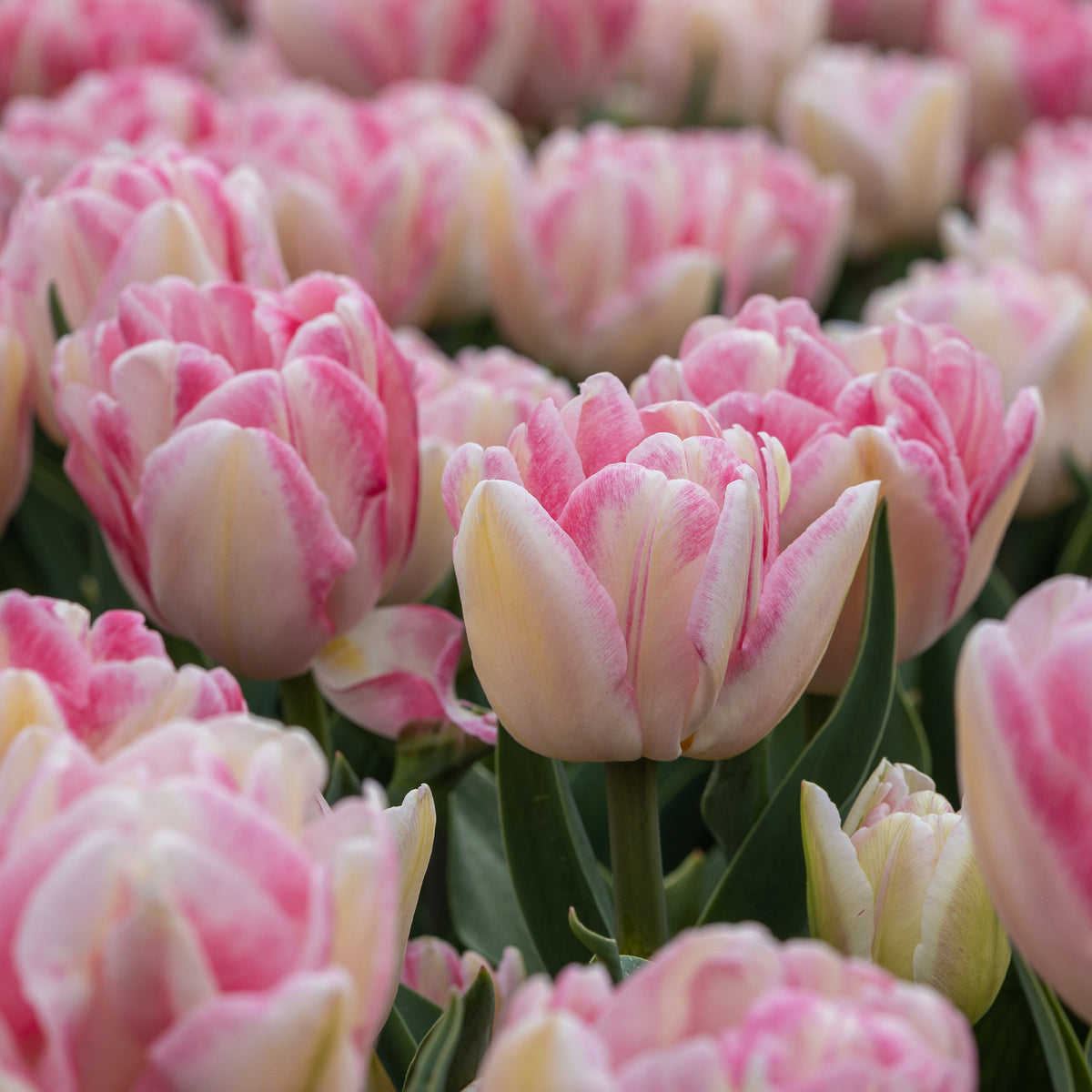 10 Tulipes à fleur de pivoine Foxtrot - Bakker