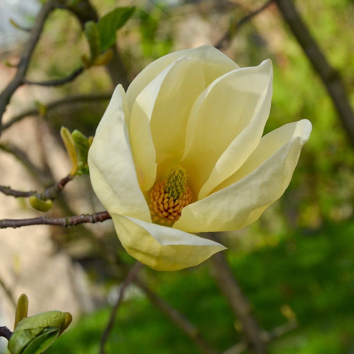 Vente Magnolia Yellow Lantern - Magnolia Yellow Lantern