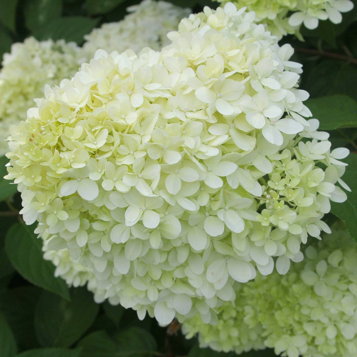 Hydrangea paniculata limelight ® - Hortensia Limelight ® sur tige - Hortensia paniculata