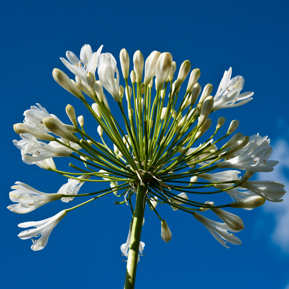 Collection de 9 plantes vivaces à fleurs blanches - Agapanthus, cerastium tomentosum, gaura lindheimeri, geranium pratens - Bakker
