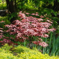 Collection de 3 arbustes pour terrasse et jardin japonais - Camellia japonica, Arundinaria murielae, Acer palmatum Atropurpureum - Bakker