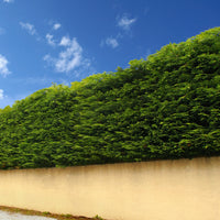 Thuya pour haie - Thuja plicata atrovirens - Bakker