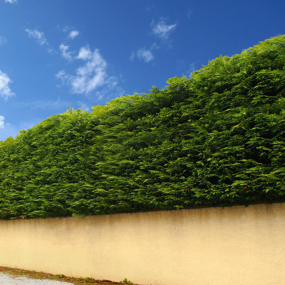 Thuya pour haie - Thuja plicata atrovirens - Bakker