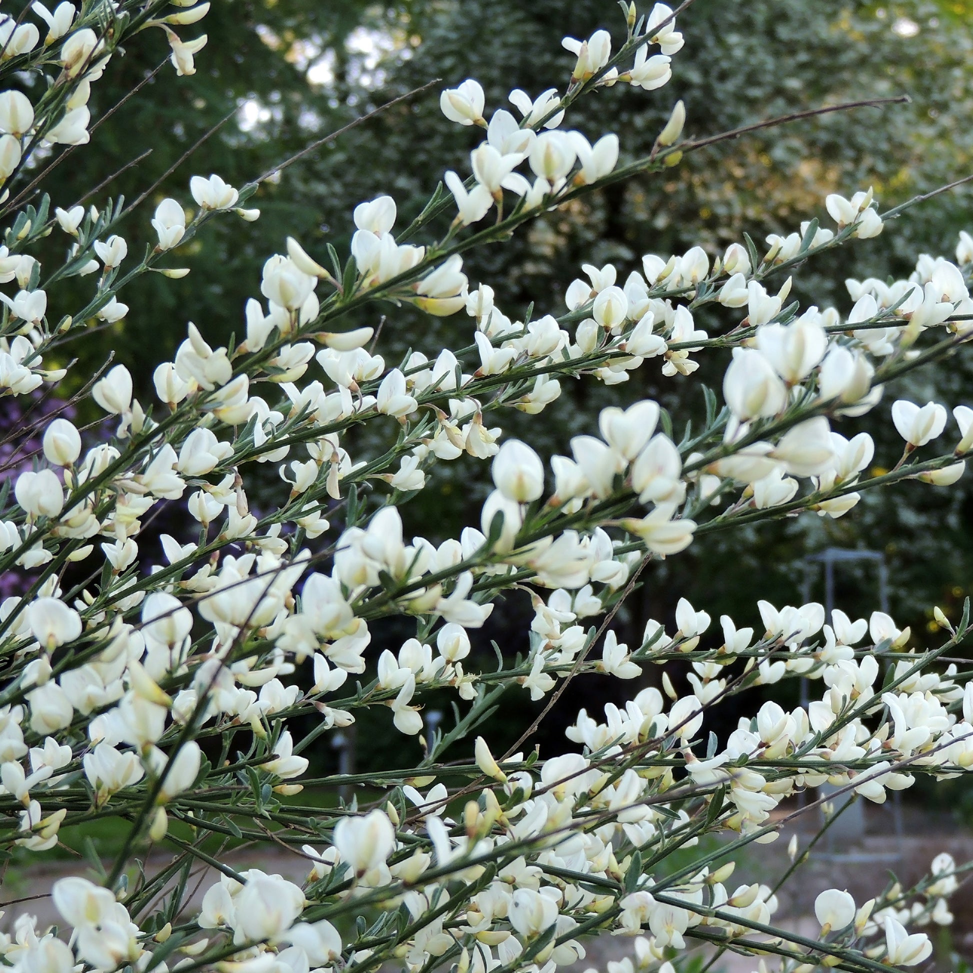 Genêt blanc - Bakker.com | France