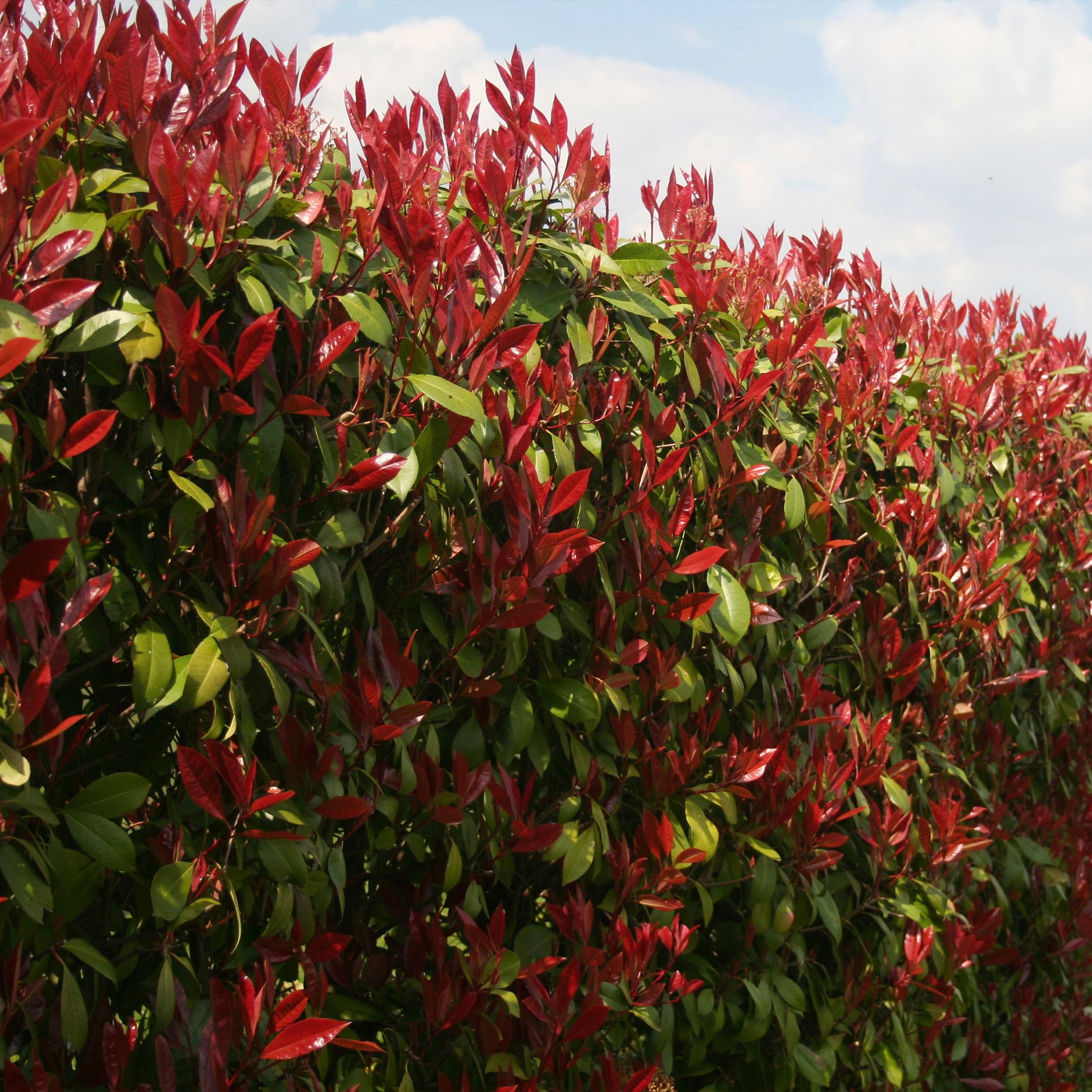 Eleagnus pungens Maculata, Photinia fraseri Red Robin, Prunus laurocerasus Etna, Viburnum tinus