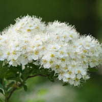 Vente Spirée du Japon Snowmound - Spiraea nipponica Snowmound