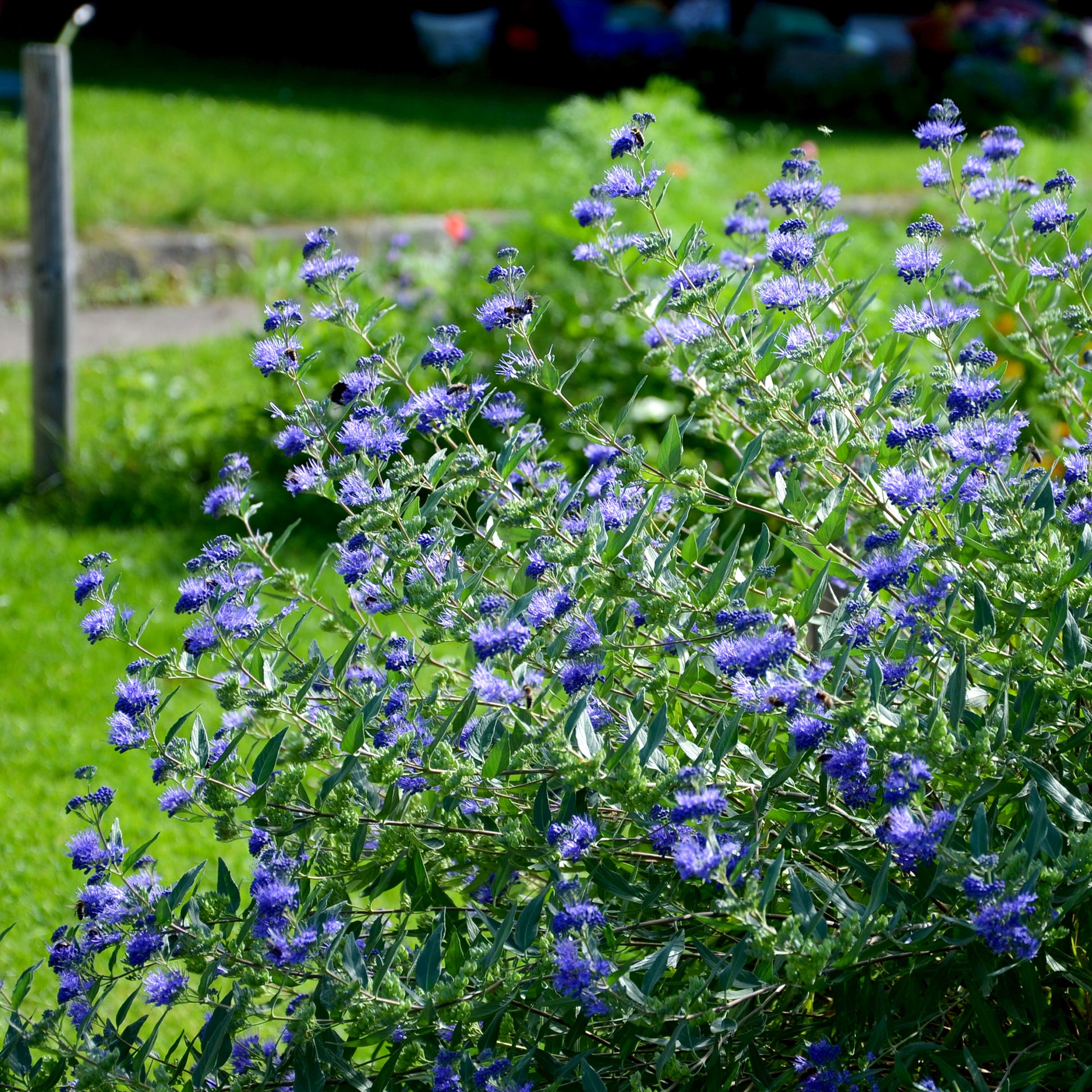 Barbe bleue Caryopteris 'Heavenly Blue' - Arbustes