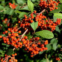 Cotoneaster Lacteus - Bakker