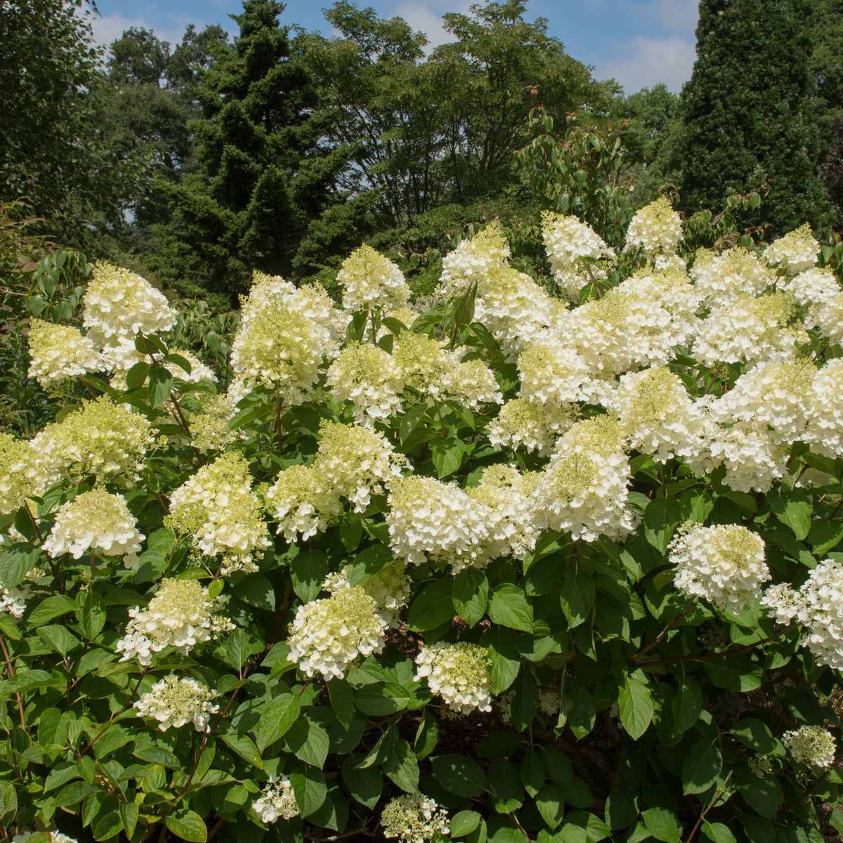 Hortensia paniculé 'Silver Dollar' - Hortensia paniculata - Bakker
