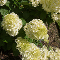Vente Hortensia paniculé 'Silver Dollar' - Hydrangea paniculata Silver Dollar