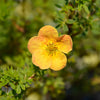Potentille Bella Sol® - Bakker