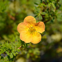 Potentille Bella Sol® - Bakker