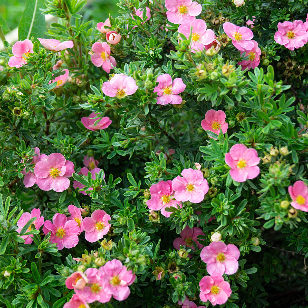 Potentille Bellissima - Potentilla fruticosa Bellissima - Bakker