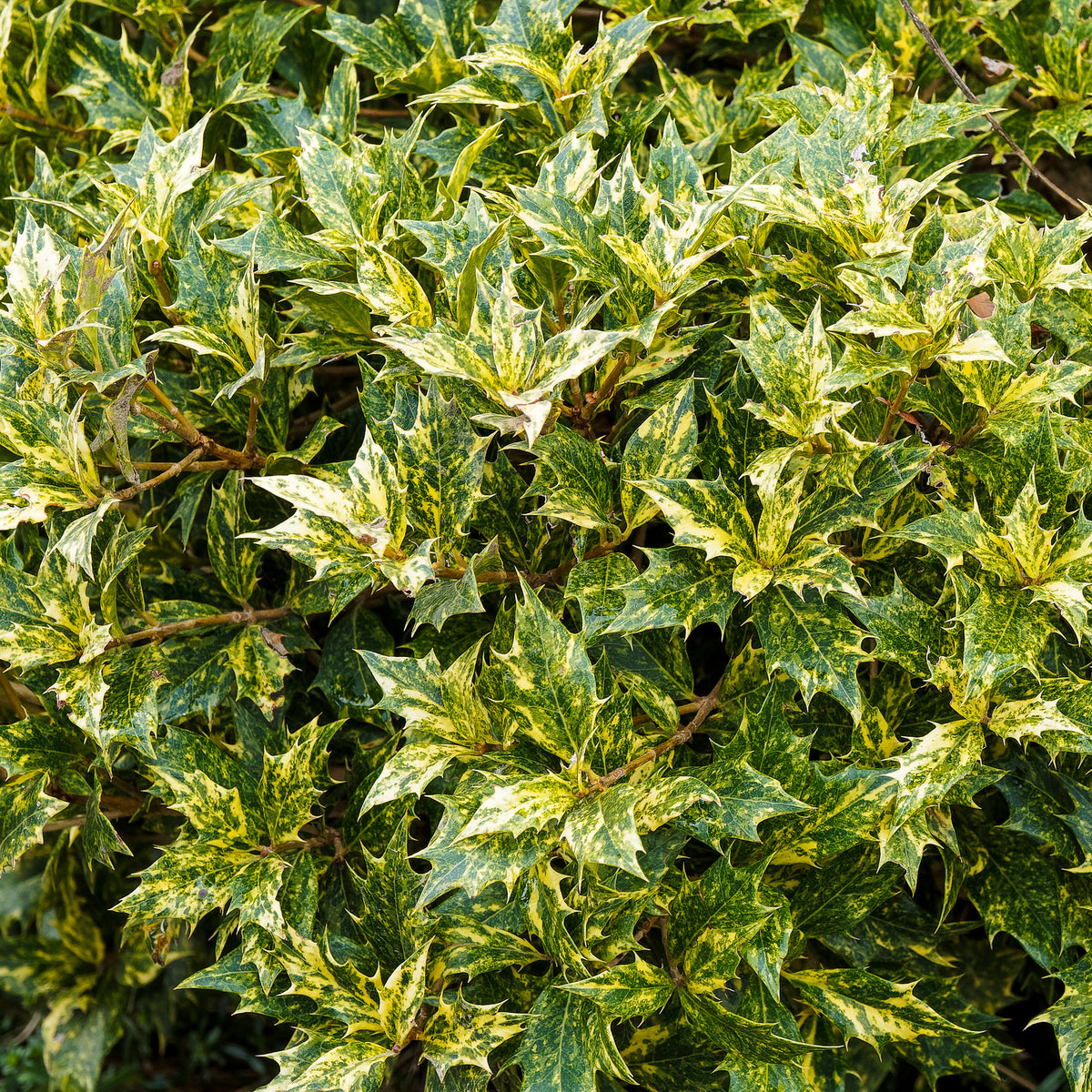 Osmanthe panaché Goshiki - Osmanthus heterophyllus Goshiki - Bakker
