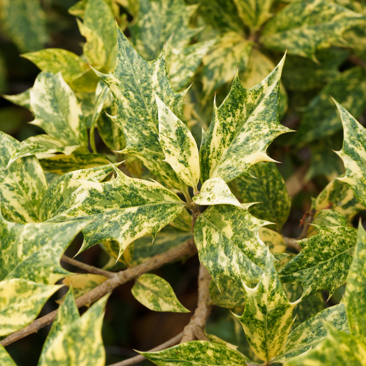 Plantes de terrasses et balcons - Osmanthe panaché Goshiki - Osmanthus heterophyllus Goshiki