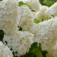 Hortensia paniculé Séléction - Hydrangea paniculata selection - Bakker