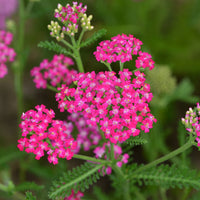 Achillée millefeuille Cerise Queen - Achillea millefolium Cerise Queen - Bakker