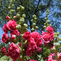 Rose trémière double Rouge - Bakker