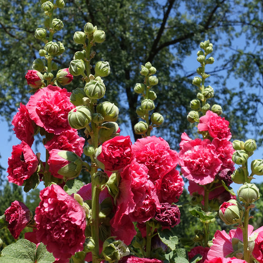 Rose trémière double Rouge - Bakker