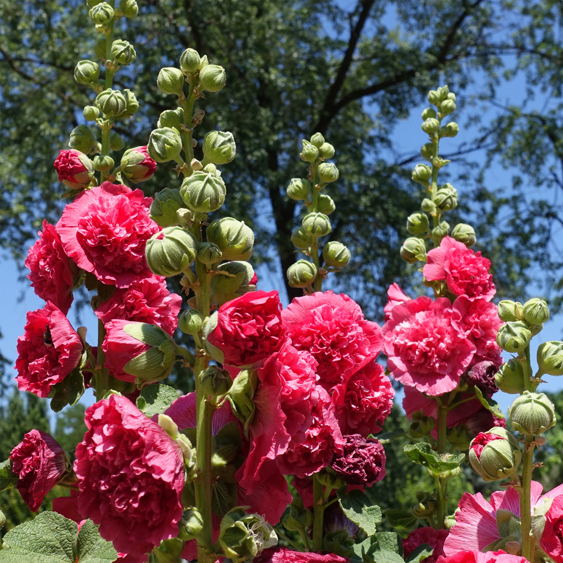 3 Roses trémière double Rouge - Bakker