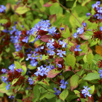 Cerastostigma - Dentelaire bleue - Ceratostigma plumbaginoides - Vivaces fleuries