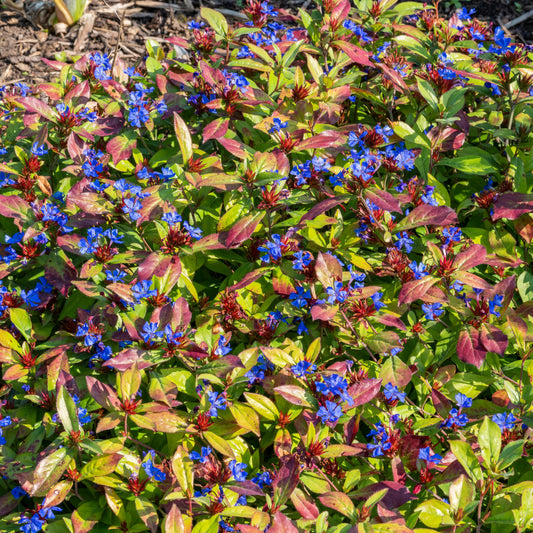 Cerastostigma - Dentelaire bleue - Ceratostigma plumbaginoides - Plantes vivaces