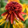 Rudbeckia pourpre Eccentric - Echinacea - Bakker
